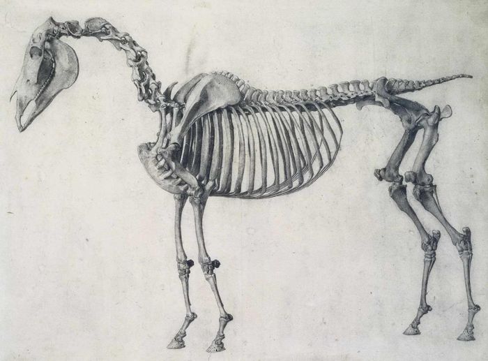 'The Skeleton of a Horse' 1766 (engraving)