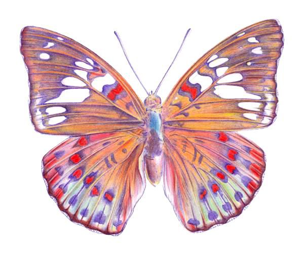 Butterfly Drawings With Color | www.imgarcade.com - Online Image Arcade!