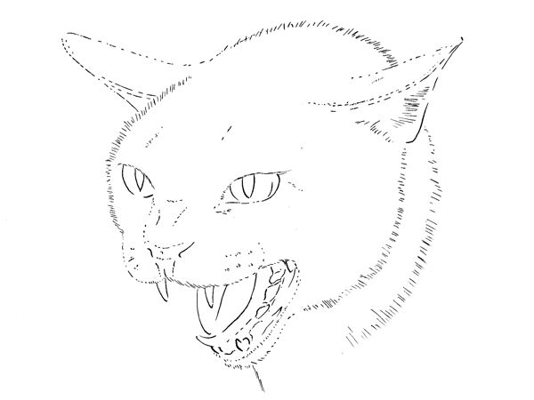 Drawing a Cat: Step 2