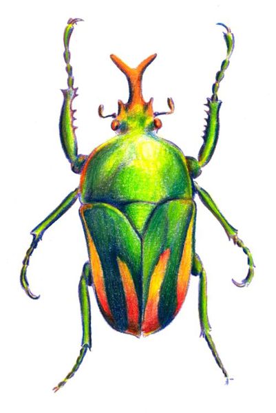 How to Draw a Beetle with Color Pencils