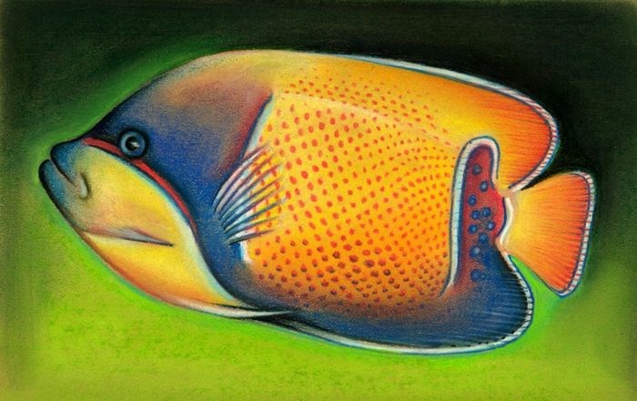 How to Draw a Tropical Fish with Pastels