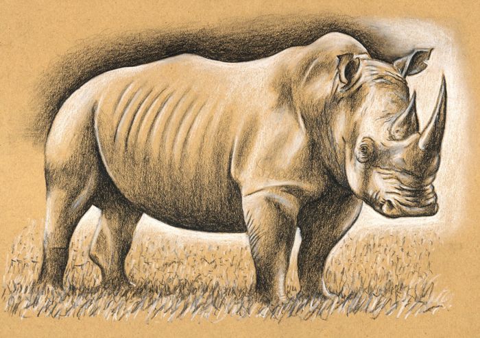 How to Draw a Rhino with Charcoal and Chalk