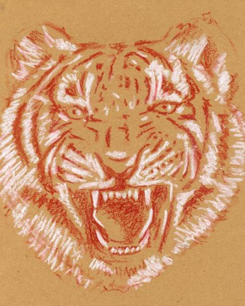 Dessin d'un tigre: Étape 3