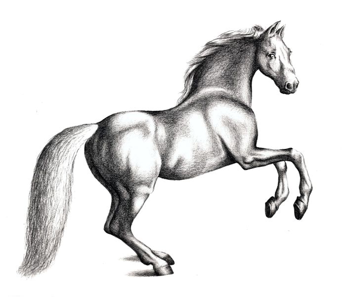 How to Draw a Horse in Pencil