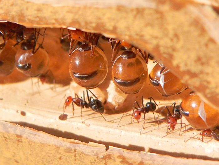 Honey Ants in the Nest