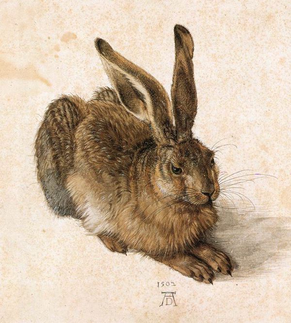 'A Young Hare' 1502 (watercolor and gouache)