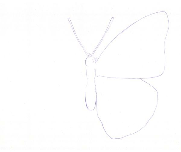 Drawing a Butterfly - Step 1