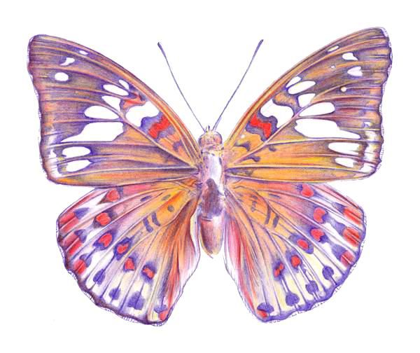 Drawing a Butterfly - Step 8