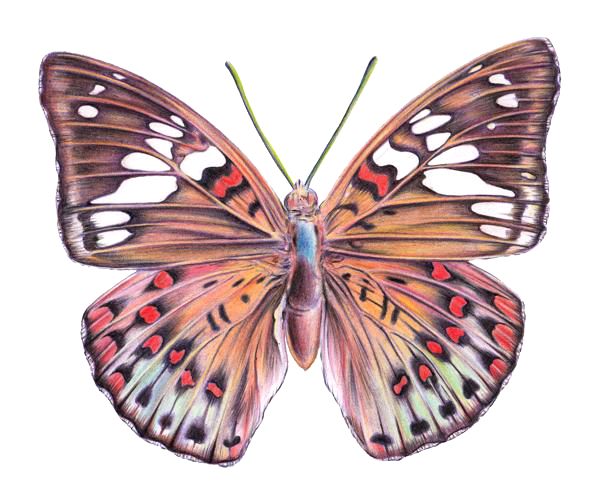 25 Easy Butterfly Drawing Ideas - How to Draw-vinhomehanoi.com.vn