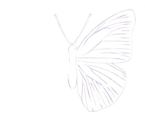 Drawing a Butterfly - Step 2