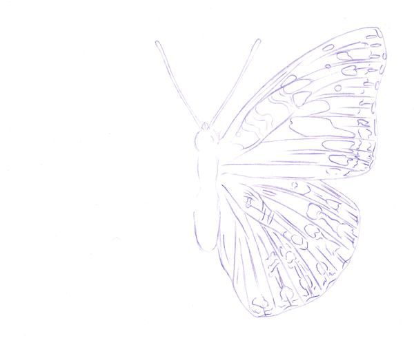 butterflies drawing | Pencil drawings, Butterfly drawing, Pencil drawings  easy-saigonsouth.com.vn