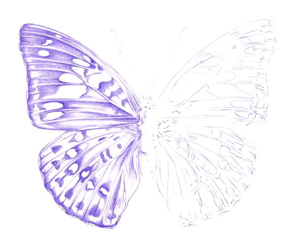 Drawing a Butterfly - Step 5
