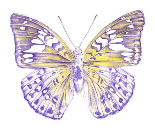 Drawing a Butterfly - Step 7