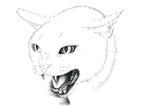 Drawing a Cat: Step 3