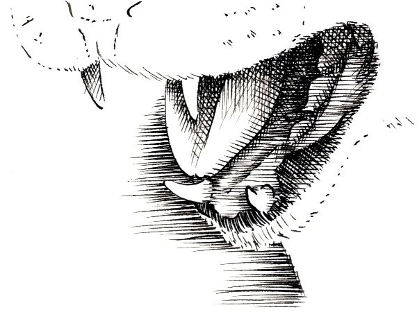 Detail: Hatching and Cross-Hatching 