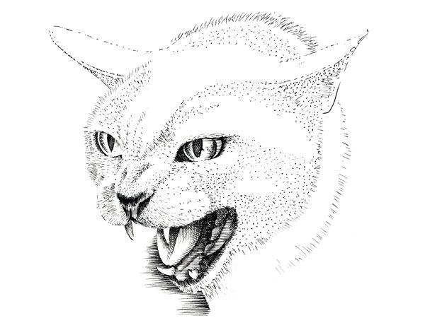Drawing a Cat: Step 4