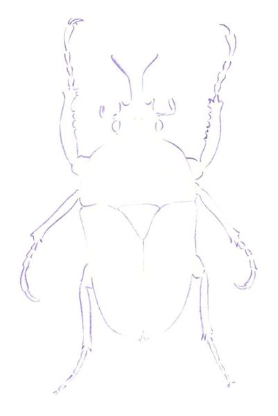 Drawing a Beetle: Step 1