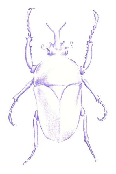 Drawing a Beetle: Step 2