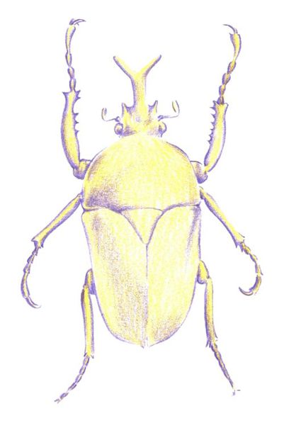 Drawing a Beetle: Step 3
