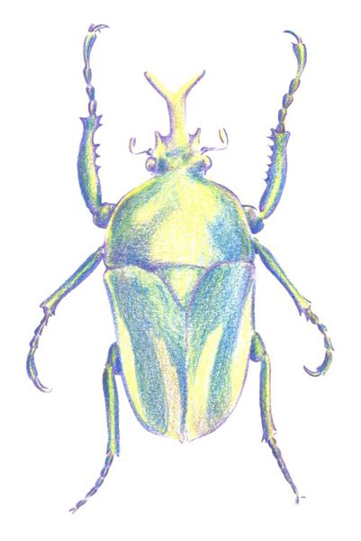 Drawing a Beetle: Step 4