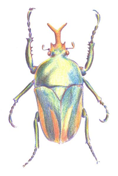 Drawing a Beetle: Step 5