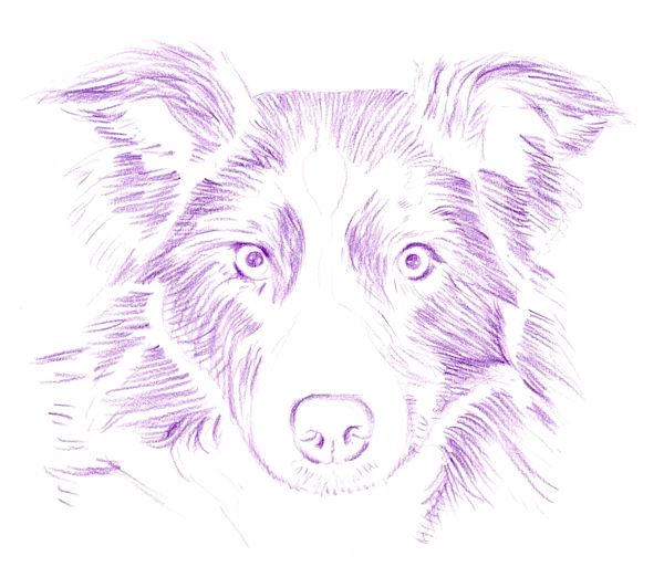Drawing a Dog: Step 2