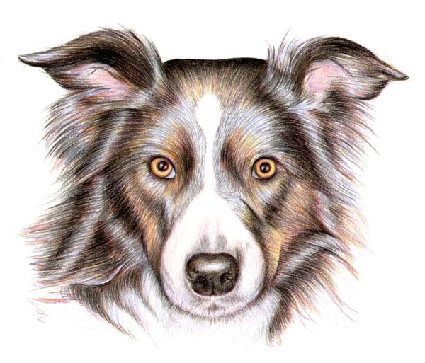 How to Draw a Dog with Color Pencils