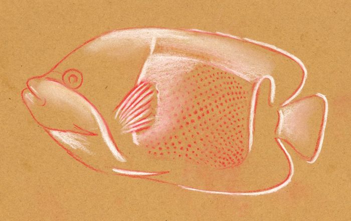 Drawing a Tropical Fish: Step 3