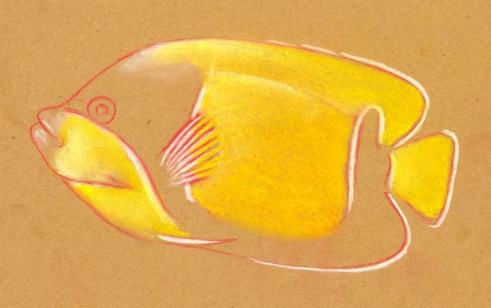 Drawing a Tropical Fish: Step 4