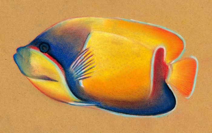 Drawing a Tropical Fish: Step 6