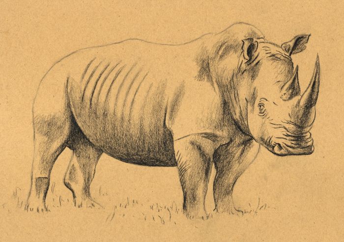 Drawing a Rhinoceros: Step 2