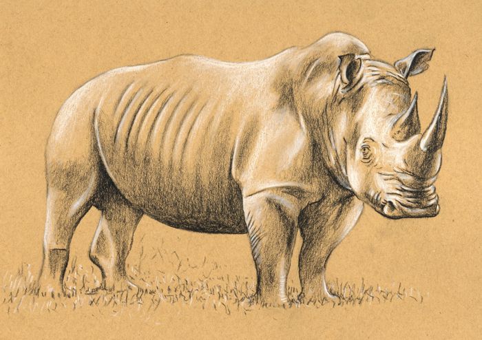Drawing a Rhinoceros: Step 3