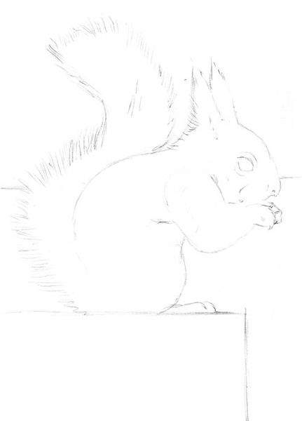 Drawing a Squirrel: Step 1
