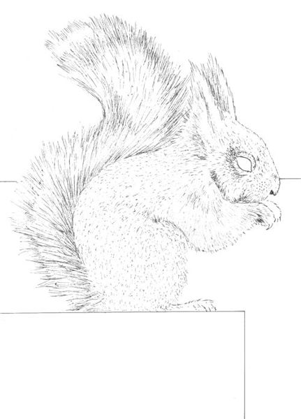 Drawing a Squirrel: Step 3