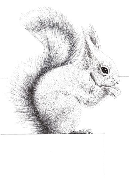 Drawing a Squirrel: Step 4