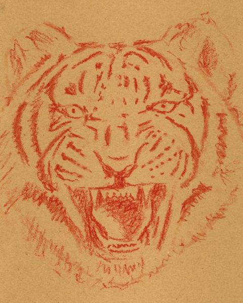 Drawing a Tiger: Step 2