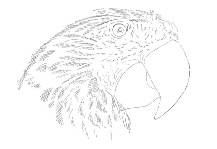 Drawing a Parrot: Step 1