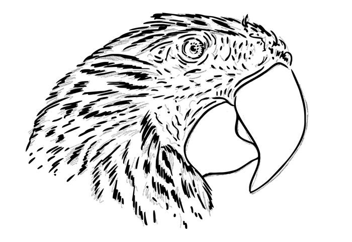 Drawing a Parrot: Step 2