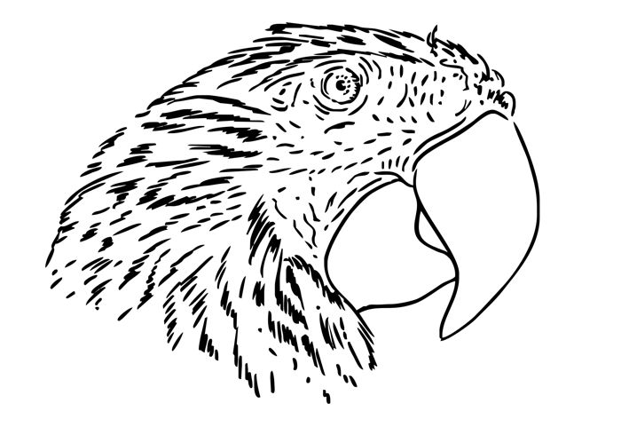 Drawing a Parrot: Step 3