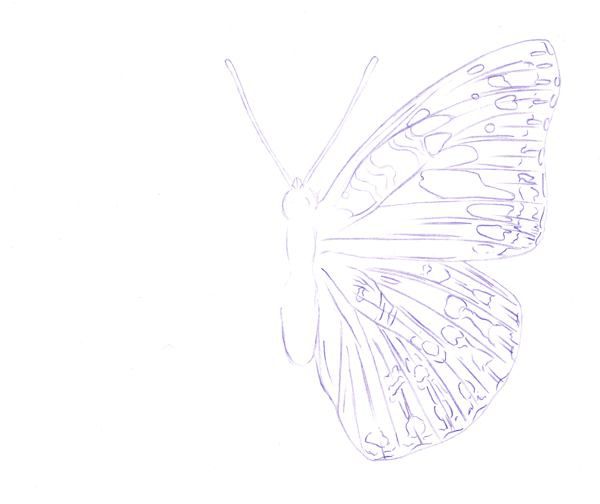 Drawing a Butterfly - Step 3