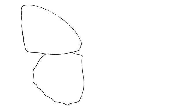 All butterflies have two wings on each side.