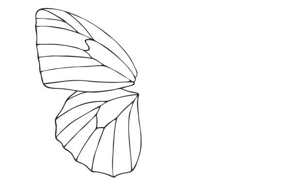 Their wings have a skeletal structure.