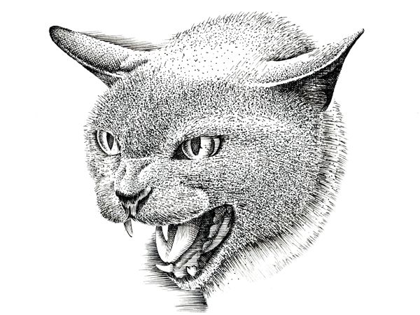 Drawing a Cat: Step 7