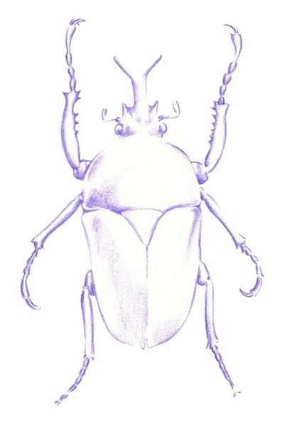 Drawing a Beetle: Step 2