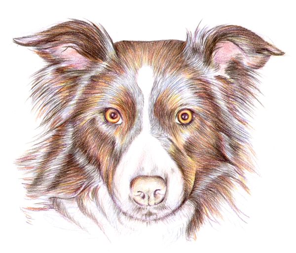 Drawing a Dog: Step 6