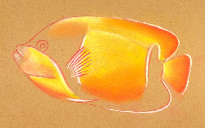 Drawing a Tropical Fish: Step 5