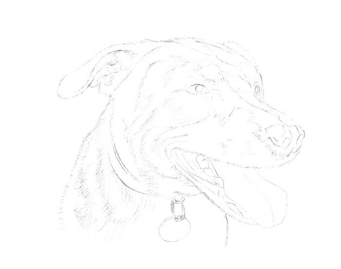 Painting a Dog: Step 2