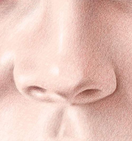Color Pencil Portraits - How to Draw the Nose: Step 7