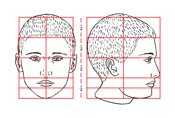 Proportions of the Head - Illus. 2