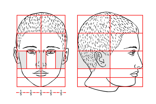 Proportions of the Head - Illus. 3